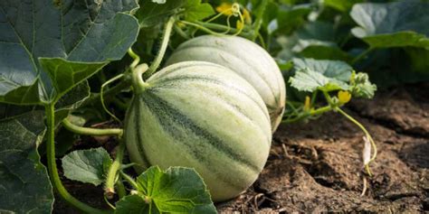 Melons prêts à être triés et conditionnés