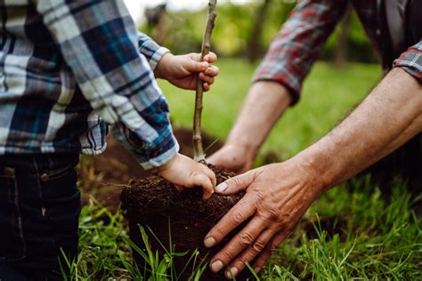 Paysagiste plantant un jeune arbre