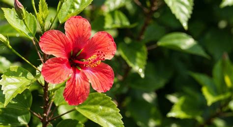 Infographie montrant les différentes façons de consommer l'hibiscus