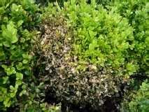 Différences entre Cylindrocladium buxicola et Volutella buxi