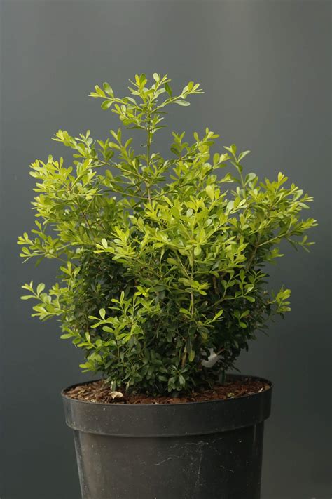 Variétés de buis résistantes
