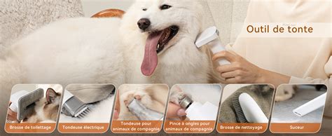 Chien toiletté avec différents outils de toilettage
