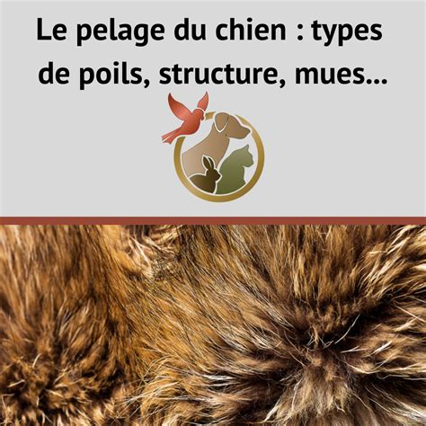 Diagramme illustrant les différents types de pelage chez les chiens