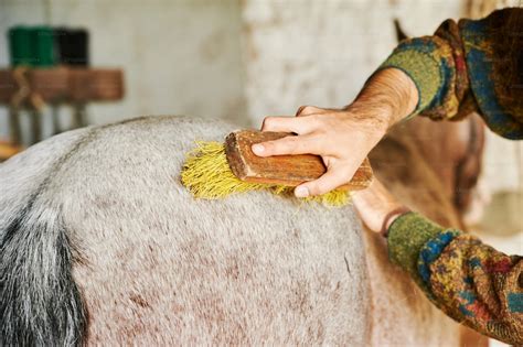 Une personne brossant un chien avec une brosse adaptée