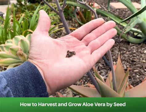 Aloe vera seeds close-up
