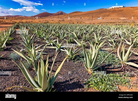 Large-scale aloe vera plantation