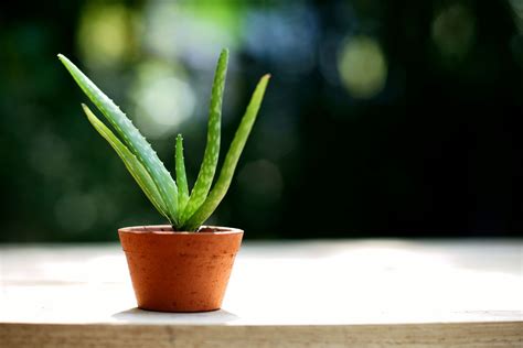 Aloe vera seedlings in a terrine