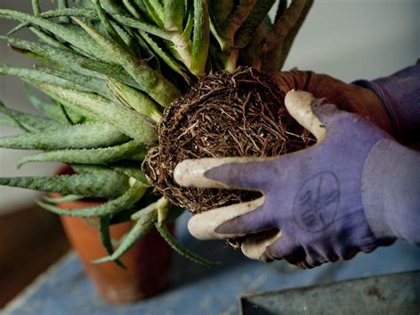 Repotting young aloe vera plantlets