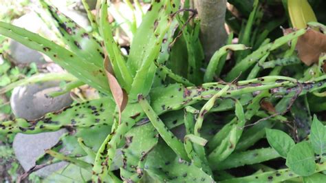 Diseased aloe vera seedling damping-off
