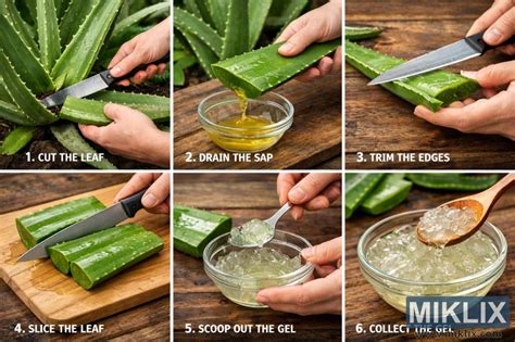 Harvesting aloe vera gel