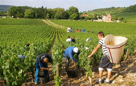 Vendangeurs cueillant le raisin à la main dans les vignes