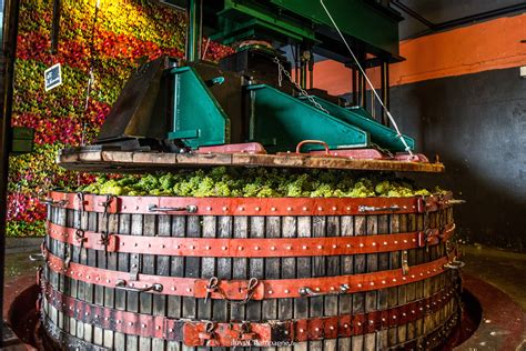 Pressoir traditionnel de Champagne avec des grappes de raisin