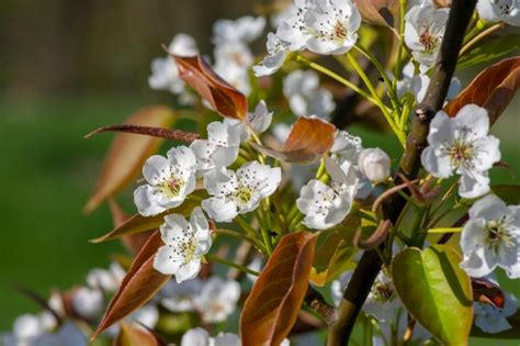Arbre de Nashi en fleurs