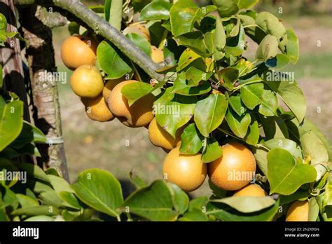Fruits de Nashi mûrs sur l'arbre