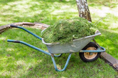 Photo d'une pelouse tondue en mulching avec des résidus fins