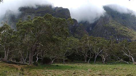 Forêt de Tamarins des Hauts de La Réunion