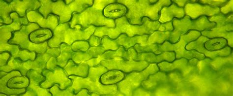Microscope image of stomates on a leaf