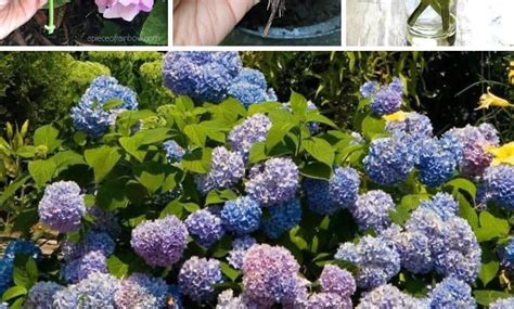 Boutures d'hortensia enracinées