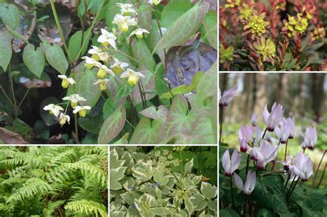 Compositions d'hortensias avec des plantes de sous-bois