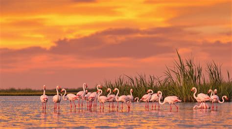 Photographie de la lagune de Thau avec ses flamants roses