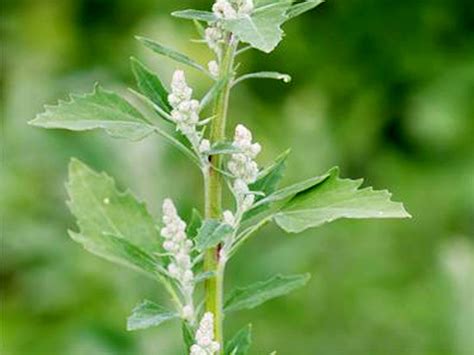 Illustration du chénopode blanc avec ses feuilles caractéristiques
