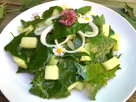 Planche de recettes simples avec du chénopode blanc (salade, sauté, pesto)