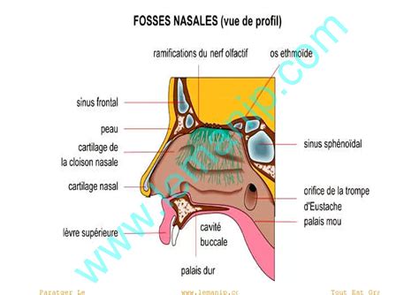 Structure des fosses nasales et des sinus avec polypes