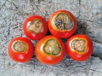 Tomate avec nécrose apicale