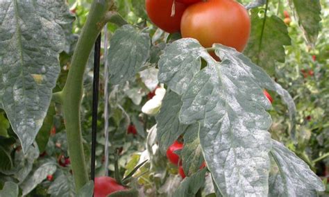 Feuille de tomate avec oïdium
