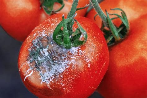 Tomates avec des signes de pourriture grise