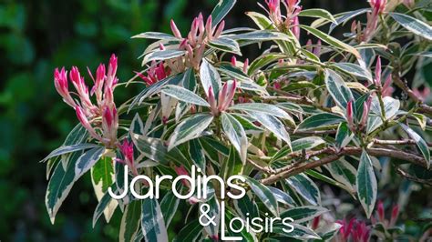 Plantes d'ornement en pleine floraison