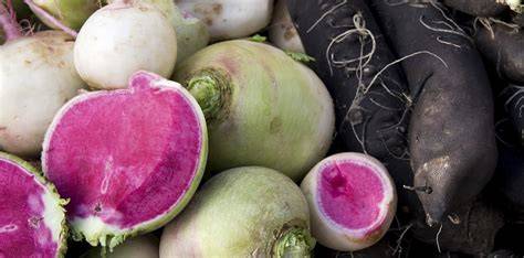 Variétés de radis