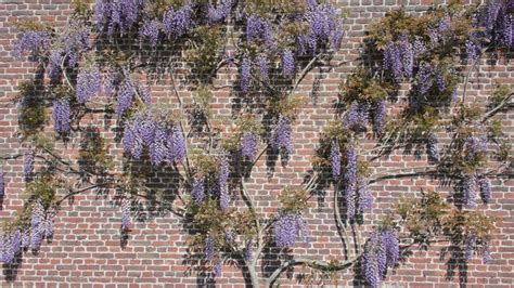 Mur couvert de glycines en fleurs