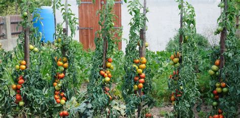 Tomates variées dans un jardin en permaculture