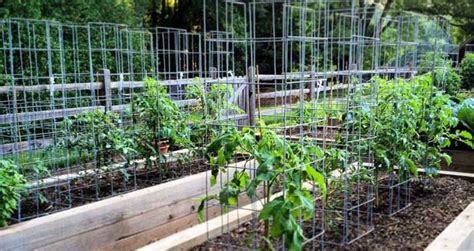 Culture de tomates en cage