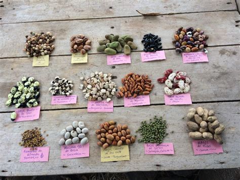 Diversité des semences biologiques