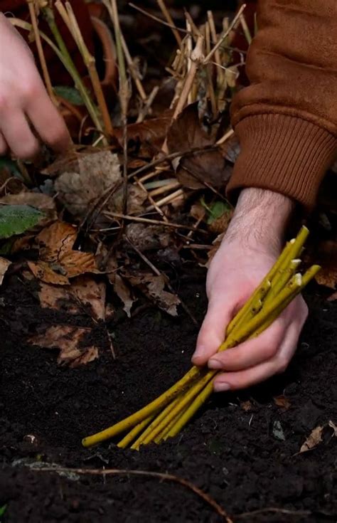 Image illustrant une bouture de bois sec plantée en pleine terre dans une tranchée