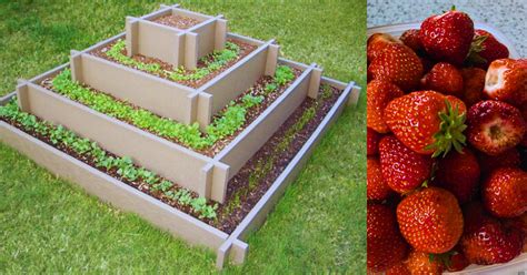 Exemple d'une pyramide de fraises avec une culture étagée