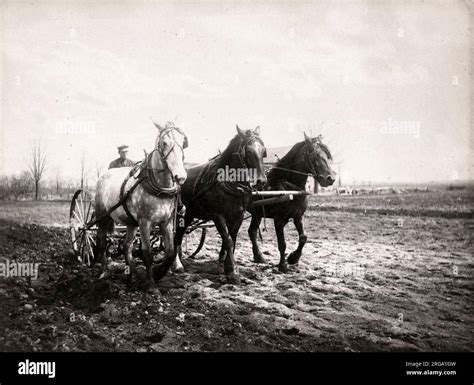 Photographie d'un attelage de trois chevaux tirant une grume