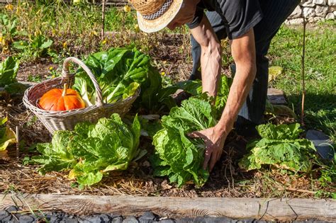 Image d'une personne cueillant des légumes à hauteur des yeux, avec un grand sourire