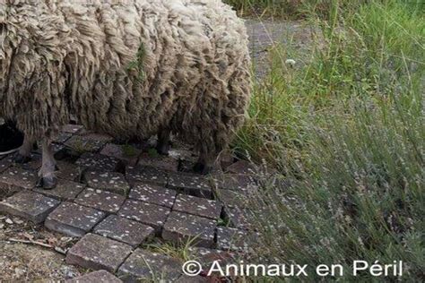 Moutons tondus et non tondus
