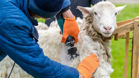 Un éleveur préparant ses moutons pour la tonte