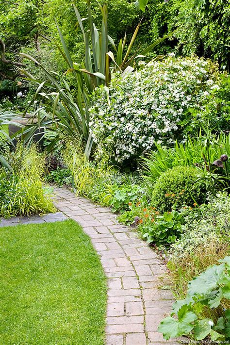 Plan de jardin avec Oranger du Mexique en haie