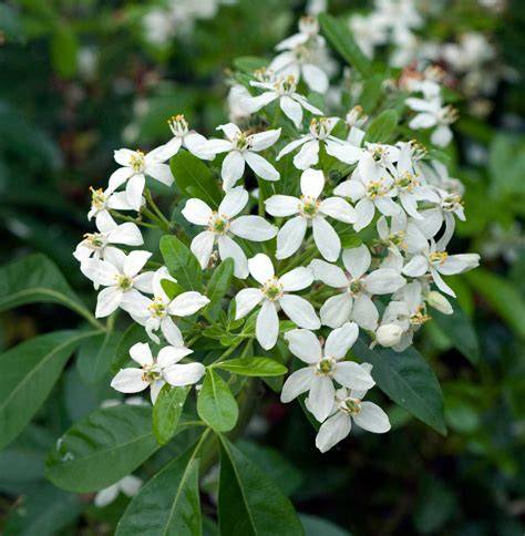 Oranger du Mexique en pleine floraison
