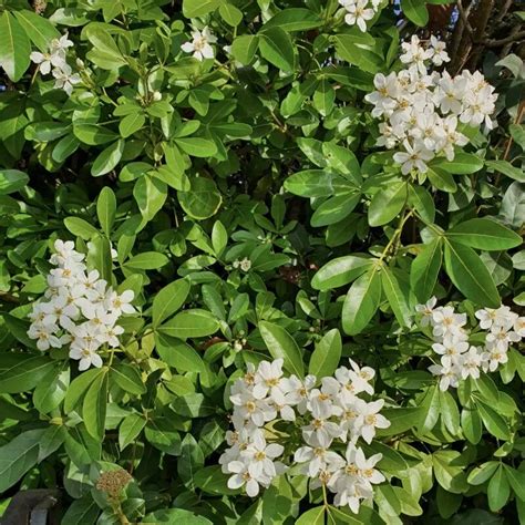 Gros plan sur les feuilles trifoliées du Choisya ternata
