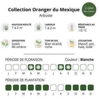 Infographie des variétés d'Oranger du Mexique