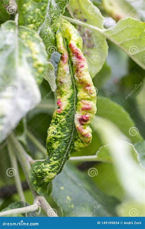 Schéma illustrant la propagation des maladies fongiques sur les feuilles inférieures des plantes