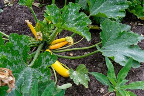 Photo de plants de courgettes avec un feuillage dense et des fruits cachés