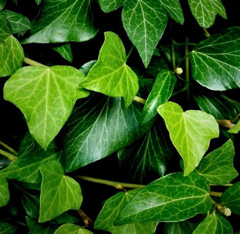 Illustration de différentes variétés de lierre aux feuilles variées