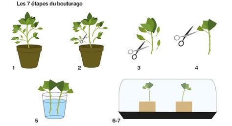 Infographie illustrant les étapes du bouturage du lierre